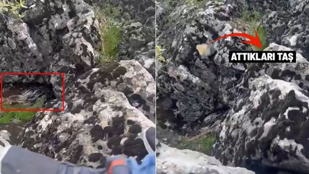 Diyarbakır'da oklu kirpi koruma altına alındı