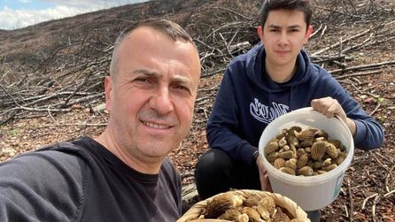 Tavşanlı'da baba-oğul ormanda 4 sepet kuzu göbeği mantarı topladı