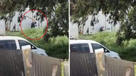 Adana'da sokak köpeğine saldıran kişi gözaltına alındı