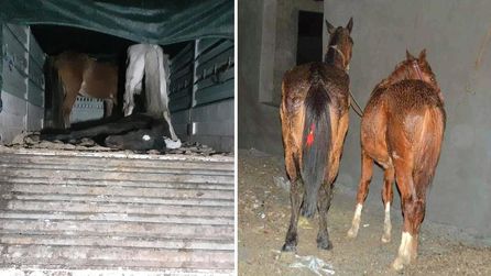 Mersin'de at ve eşek eti skandalı devam ediyor