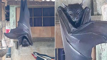 Filipinler'deki dev yarasa görüntüleri sosyal medyada yayıldı