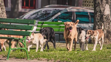 İstanbul Valiliği sokak hayvanları konusundaki iddiaları yanıtladı