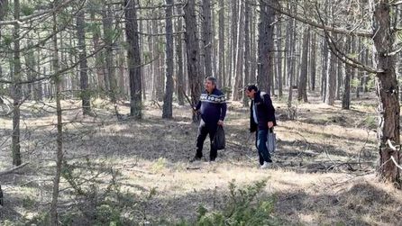 Kastamonu Ormanlarında Kuzugöbeği Mantarında Bolluk Yaşanıyor