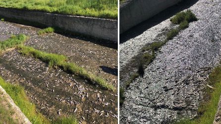 Tekirdağ'da Ulaş Gölü'nde çok sayıda balık telef oldu