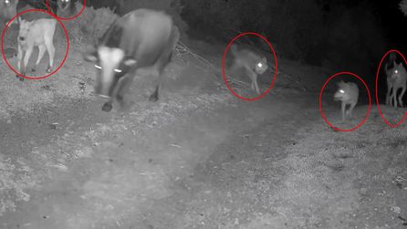 Çanakkale'de Kurt Saldırısı: Anne İnek ve Buzağı Hedef Alındı