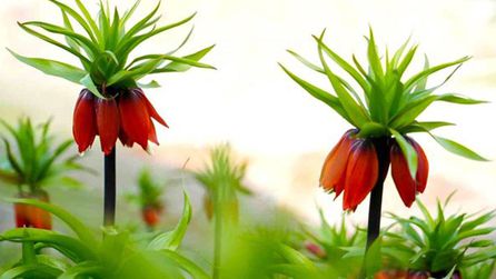 Muş'ta ters laleler açtı, doğa tutkunları bölgeyi ziyaret ediyor