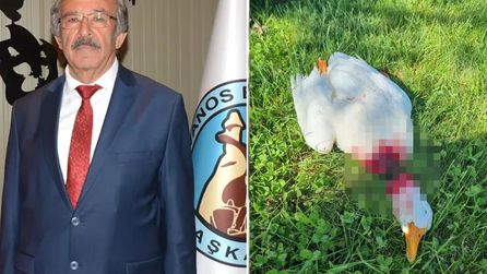 Avanos'ta kesilmiş kaz bulundu, belediye başkanı tepki gösterdi
