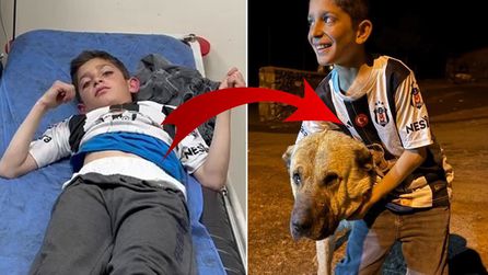 Kangal köpeği Kral, 10 yaşındaki Sencar'ı ayılardan kurtardı