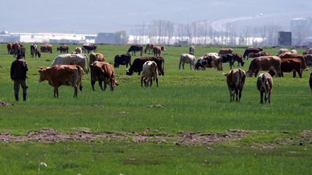 Kurban Bayramı öncesi dolandırıcılık uyarısı sosyal medyada yayıldı