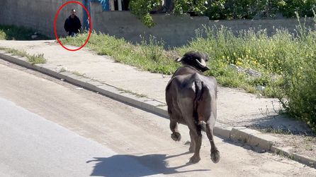 Çorum'da kurbanlık hayvan sahibini bodrumda mahsur bıraktı