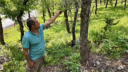 Beytüşşebap'ta tırtıl istilası ağaçları tehdit ediyor