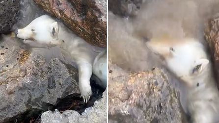Sakarya'da kutup ayısı olduğu sanılan yavru ayı bulundu