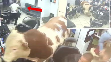 İstanbul'da kurbanlık tosun kuaföre girdi, panik yaşandı