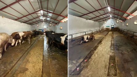 Kurbanlık hayvan satışından elde edilen gelir dikkat çekti