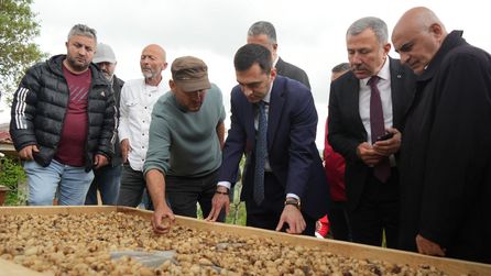 Samsun'da Salep Hasadı Başladı, Kilosu 12 Bin TL'ye Ulaştı
