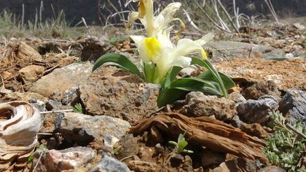 Malatya'da nesli tükenen Peşmen Navruzu bitkisine yüksek ceza