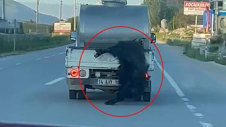 Bolu'da kurbanlık hayvanın sarkıtıldığı anlar görüntülendi