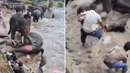 Hindistan'da Fil Kavgası Turistlerin Yüzünden Ölüme Yol Açtı