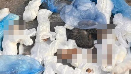 İzmir'de 33 kedinin ölümü ile ilgili veteriner serbest bırakıldı