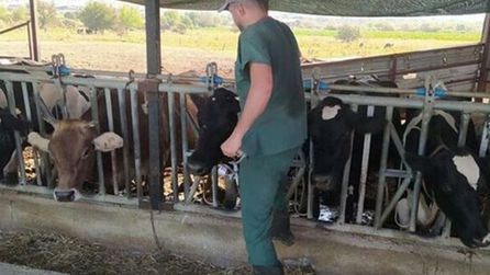 Aydın'da şap hastalığı nedeniyle 17 mahallede karantina uygulaması