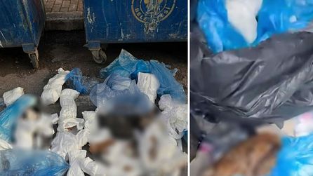 İzmir'de çöp konteynerinde 33 ölü kedi bulundu, soruşturma başlatıldı