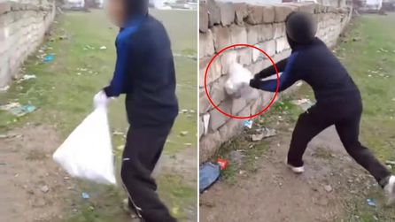 Van'da Kediye Eziyet Eden Çocukların Görüntüleri Tepki Topladı
