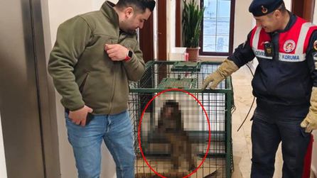 Yozgat'ta köy yolunda bulunan maymun koruma altına alındı