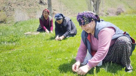 Sivas’ta madımak sezonu başladı, kilosu 200 TL'den satılıyor