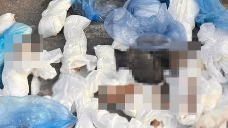 İzmir'de 33 ölü kedi olayı sonrası veteriner tutuklandı