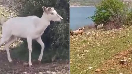 Beyaz alageyik koyun sürüsüne katıldı, vatandaşlar izledi