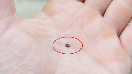 Kene ısırmalarına karşı uzmanlardan uyarılar geldi