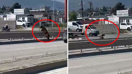 Hatay'da Kaçan Kurbanlık Keçi Trafiği Tehdit Etti