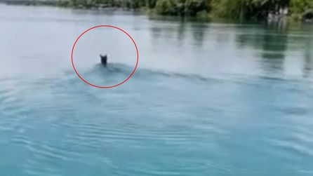 Birecik'te Fırat Nehri'nde başıboş at görüldü