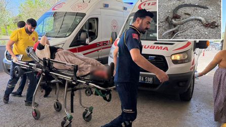 Şanlıurfa'da yılanı vurmaya çalışan kişi 5 kişiyi yaraladı