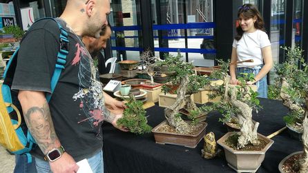 Kocaeli'de Bonsai Sanatçıları Buluştu, Eserler Sergilendi