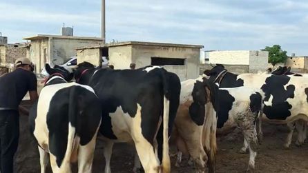 Suriye hayvan pazarında kurbanlık düve ve tosun fiyatları 45 bin lira