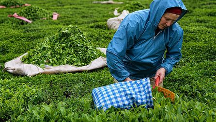 2026 yılı çay alım fiyatı kilogram başına 35 lira olarak belirlendi
