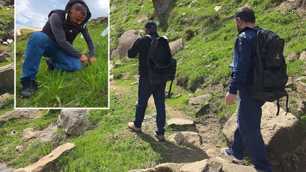 Bitlis'te çiriş otu toplama sezonu başladı