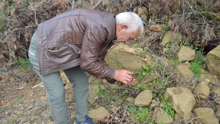 Bilecik'te Kuzugöbeği Mantarı Yeniden Ortaya Çıktı