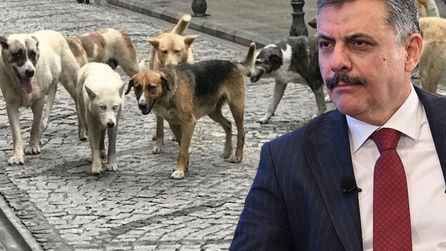 İçişleri Bakanı Çiftçi sokak hayvanları için tarih verdi