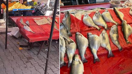 Türk somonu pazarda 50 TL'ye satılıyor, uzmanlardan uyarı geldi