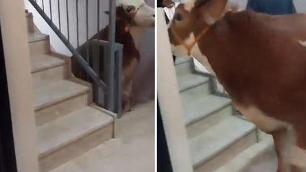 Bursa'da Kurbanlık Boğa 6 Katlı Binanın Terasına Çıkarıldı