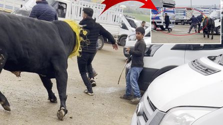 Diyarbakır'da hayvan borsasında boğa paniği yaşandı