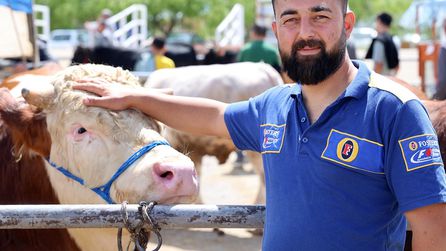 Kırşehir'de 830 Kiloluk İnek 300 Bin TL'ye Satıldı