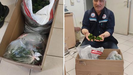 Kapıkule'de yolcu otobüsünde 2 bin canlı yeşil alg ele geçirildi