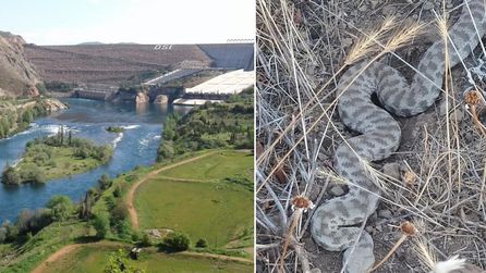 Elazığ'da zehirli engerek yılanı görüntülendi, köylüler tedirgin