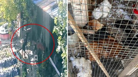 Bursa'da Sokak Köpekleri Kümeste Tavukları Telefonla Kaydetti
