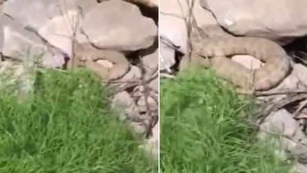 Hakkari'de zehirli yılan görüldü, doğaseverler kayda aldı