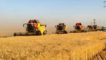 Ceylanpınar'da buğday hasadı başladı, rekolte artışı bekleniyor