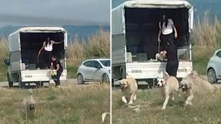 Milleyha Sulak Alanı'na çok sayıda köpek bırakıldı